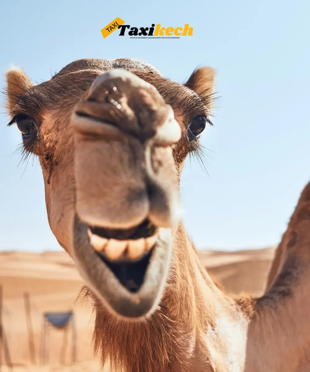 Marrakech Agafay en taxi Taxi Marrakech Agafay